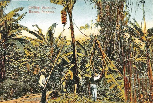 Cutting Bananas. Postal coloreada. I. L Maduro Jr. Cutting Bananas. Postal coloreada. I. L Maduro Jr.