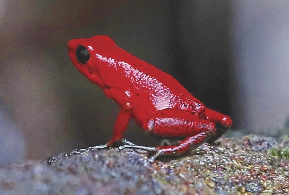Rana flecha roja, su nombre científico es 'Oophaga pumilio'. Rana flecha roja, su nombre científico es 'Oophaga pumilio'.