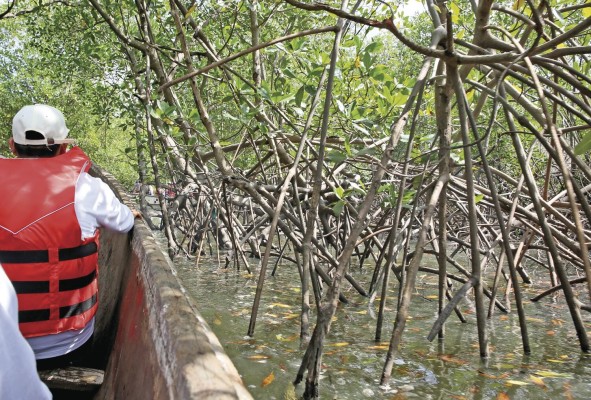 Los manglares en Panamá se localizan en las costas del Caribe y del Pacífico. Los manglares en Panamá se localizan en las costas del Caribe y del Pacífico.