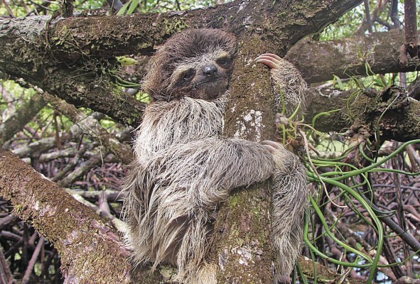 El perezoso pigmeo tiene un alto nivel de mimetismo dentro del manglar. El perezoso pigmeo tiene un alto nivel de mimetismo dentro del manglar.