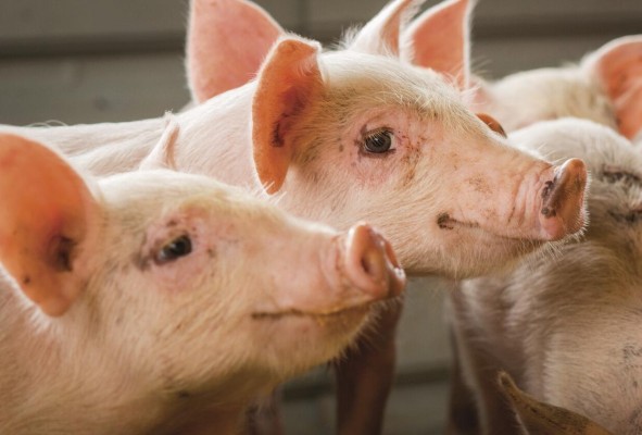El lugar cuenta con una diversidad de animales para interactuar. El lugar cuenta con una diversidad de animales para interactuar.