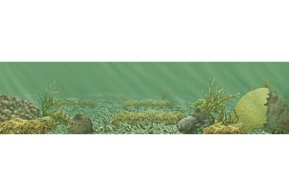 Los secretos que encierra un arrecife de coral fósil de 7 mil años Los secretos que encierra un arrecife de coral fósil de 7 mil años