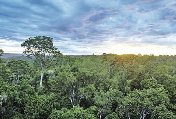 Bosque atlántico, ubicado en Brasil, Uruguay y Argentina. Bosque atlántico, ubicado en Brasil, Uruguay y Argentina.