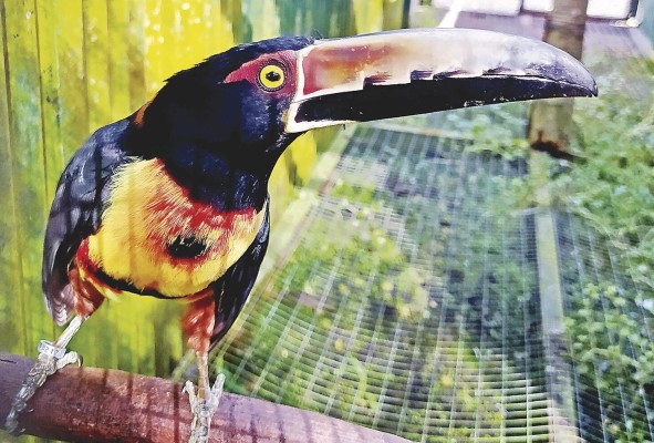 Panamá cuenta con alrededor de siete especies de tucán. Panamá cuenta con alrededor de siete especies de tucán.