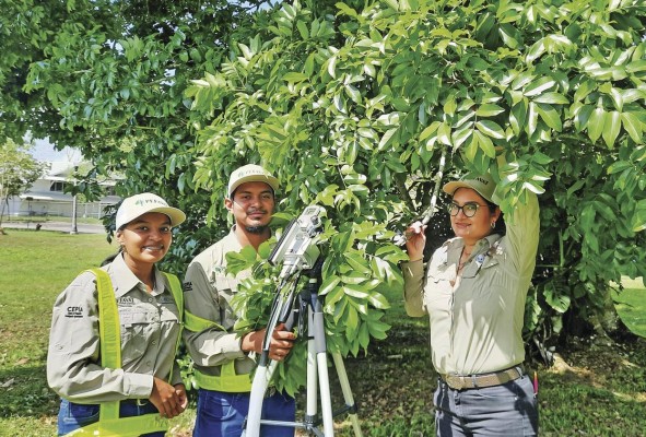 El equipo analizará condiciones ambientales y diferentes variables, como el área y biomasa foliar, estado fitosanitario y pigmentos fotoprotectores, entre otras. El equipo analizará condiciones ambientales y diferentes variables, como el área y biomasa foliar, estado fitosanitario y pigmentos fotoprotectores, entre otras.