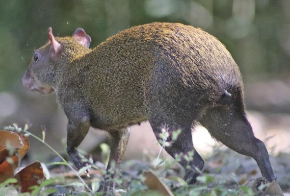 Carlos Camarena, en una de sus visitas al Parque Natural Metropolitano ha tenido la oportunidad de fotografiar la fauna de nuestro país. Carlos Camarena, en una de sus visitas al Parque Natural Metropolitano ha tenido la oportunidad de fotografiar la fauna de nuestro país.