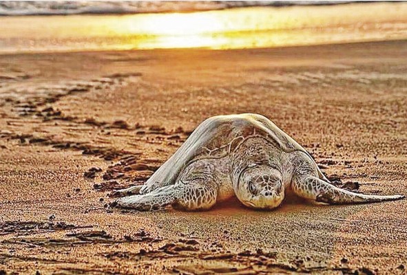 La anidación y nacimiento de tortugas son parte del turismo sostenible de Panamá. La anidación y nacimiento de tortugas son parte del turismo sostenible de Panamá.