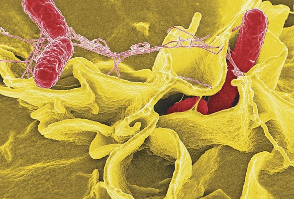 La bacteria Salmonella se adquiere, principalmente, al comer alimentos contaminados de origen animal y hortalizas contaminadas por estiércol. La bacteria Salmonella se adquiere, principalmente, al comer alimentos contaminados de origen animal y hortalizas contaminadas por estiércol.