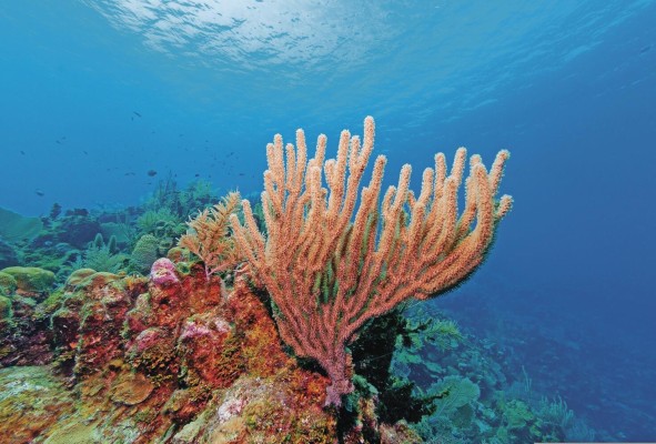 Panamá cuenta con 770 kilómetros cuadrados de arrecifes de coral, 754 kilómetros ubicados en el Caribe y 16 kilómetros en el Pacífico. Panamá cuenta con 770 kilómetros cuadrados de arrecifes de coral, 754 kilómetros ubicados en el Caribe y 16 kilómetros en el Pacífico.