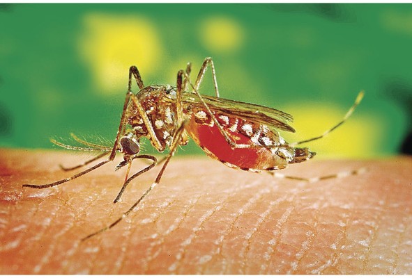 Brasil registra la más alta proporción de casos de chikungunya y covid-19 en la región Brasil registra la más alta proporción de casos de chikungunya y covid-19 en la región