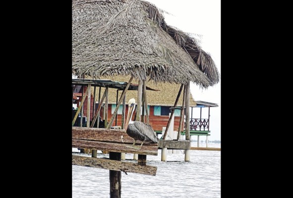 Visitar Bambuda Lodge ofrece tantas opcionesque es difícil querer salir de isla Solarte. Visitar Bambuda Lodge ofrece tantas opcionesque es difícil querer salir de isla Solarte.
