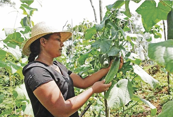 Rosina Castillo 'En Panamá hay oportunidades para que la mujer pueda crecer'. Rosina Castillo es una mujer joven que aprovechó la oportunidad de emprender su propio agronegocio, con la llegada de productos de Donlap (Programa Social de Desarrollo Económico Comunitario de Cobre Panamá) a la región. Castillo decidió invertir en su parcela para convertirse en proveedora de la asociación, con diversos productos como culantro, tomate, plátano, pepino, entre otros. Rosina Castillo 'En Panamá hay oportunidades para que la mujer pueda crecer'. Rosina Castillo es una mujer joven que aprovechó la oportunidad de emprender su propio agronegocio, con la llegada de productos de Donlap (Programa Social de Desarrollo Económico Comunitario de Cobre Panamá) a la región. Castillo decidió invertir en su parcela para convertirse en proveedora de la asociación, con diversos productos como culantro, tomate, plátano, pepino, entre otros.