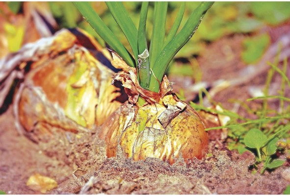 Los suelos son una reserva clave de biodiversidad mundial que abarca desde los microorganismos hasta la flora y la fauna. Los suelos son una reserva clave de biodiversidad mundial que abarca desde los microorganismos hasta la flora y la fauna.