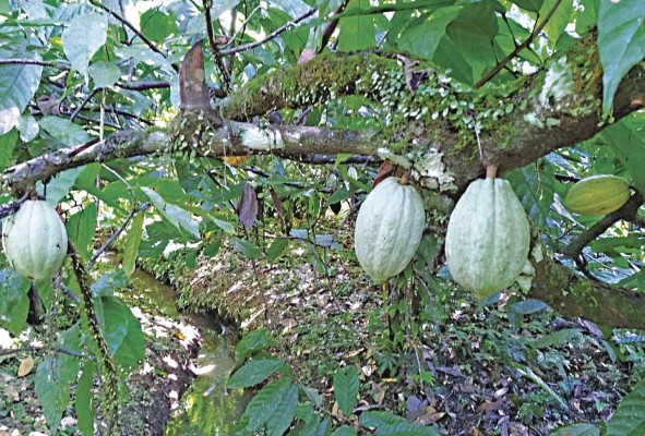 Panamá produce 500 toneladas de cacao al año. Panamá produce 500 toneladas de cacao al año.