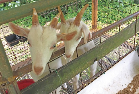Cabras de Kia Ora Farms Cabras de Kia Ora Farms