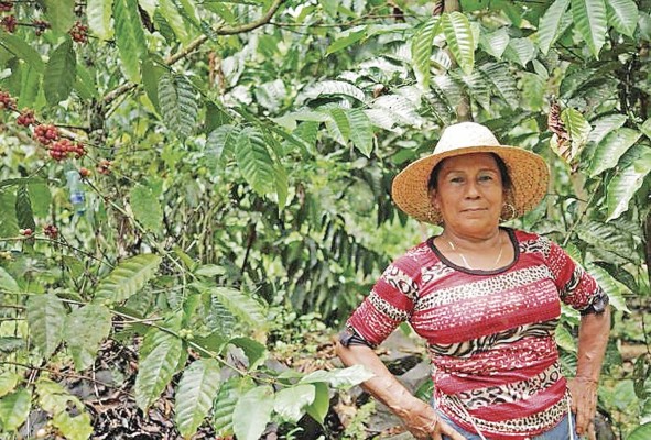 Paula García “Las mujeres somos capaces de obtener lo que nos propongamos”. Paula García es emprendedora y productora de café. En el pueblo donde reside, llamado Villa del Carmen, provincia de Colón, es conocida como 'Paulita'. García se caracteriza por ser una mujer luchadora y emprendedora. A temprana edad comenzó a trabajar en el campo. Hoy a sus 64 años, gracias a su espíritu de resiliencia y una actitud luchadora, recoge los frutos de sus esfuerzos. Paula García “Las mujeres somos capaces de obtener lo que nos propongamos”. Paula García es emprendedora y productora de café. En el pueblo donde reside, llamado Villa del Carmen, provincia de Colón, es conocida como 'Paulita'. García se caracteriza por ser una mujer luchadora y emprendedora. A temprana edad comenzó a trabajar en el campo. Hoy a sus 64 años, gracias a su espíritu de resiliencia y una actitud luchadora, recoge los frutos de sus esfuerzos.