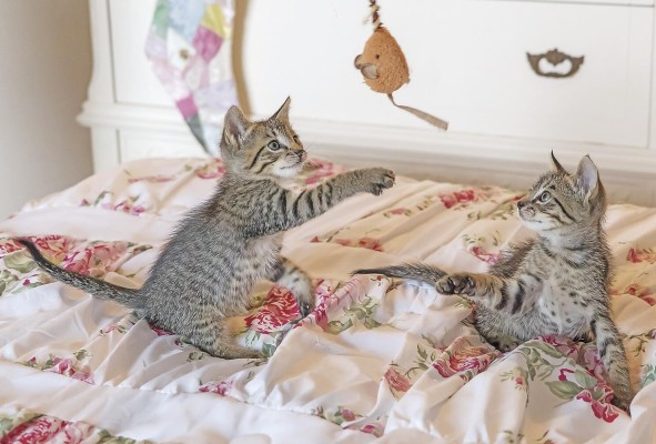 Al salir de casa hágalo con alegría, así el gato queda relajado y sin estrés. Al salir de casa hágalo con alegría, así el gato queda relajado y sin estrés.