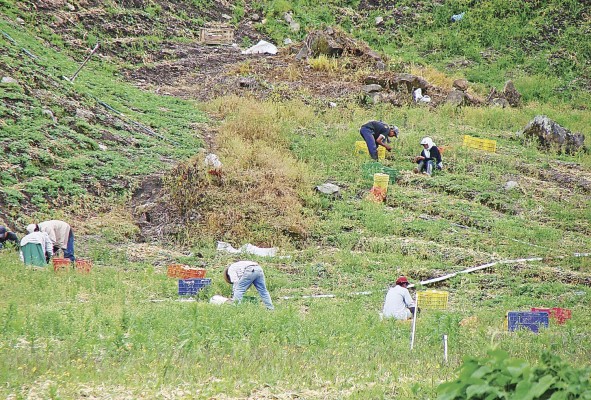 Productores de Tierras Altas realizan sus faenas.. Productores de Tierras Altas realizan sus faenas..