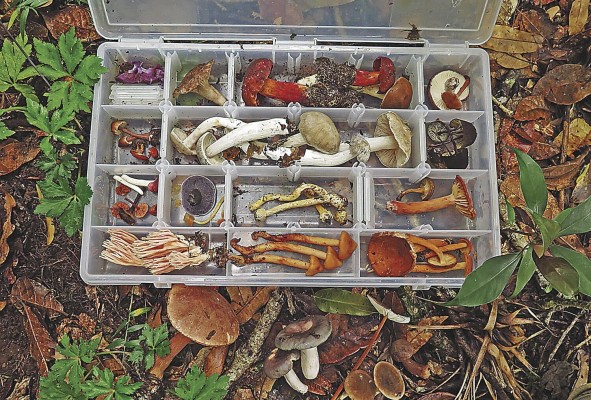 Los hongos han sido poco estudiados por la escasez de micólogos y por la escasez de fondos para las investigaciones, agregó. Los hongos han sido poco estudiados por la escasez de micólogos y por la escasez de fondos para las investigaciones, agregó.