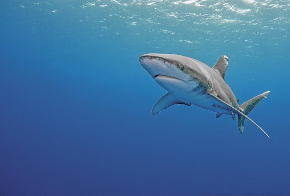 Una de cada cuatro especies de tiburón está amenazada de extinción. Una de cada cuatro especies de tiburón está amenazada de extinción.