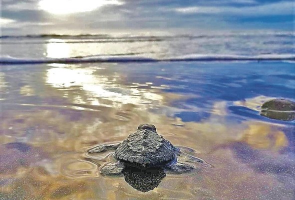 En Panamá existen cinco de las siete especies de tortugas marinas que hay en el mundo En Panamá existen cinco de las siete especies de tortugas marinas que hay en el mundo