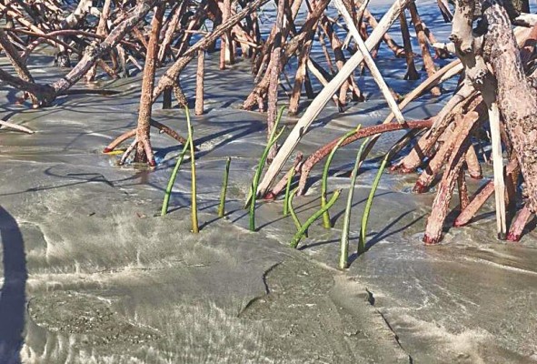 Actualmente hay un interés creciente en todo el país por la investigación de otros ecosistemas considerados como carbono azul, más allá de los manglares. Actualmente hay un interés creciente en todo el país por la investigación de otros ecosistemas considerados como carbono azul, más allá de los manglares.
