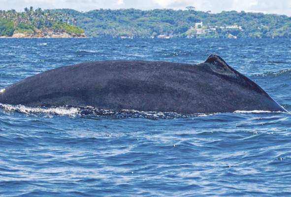 Cada tercer sábado de febrero, desde 1980, se celebra el Día Mundial de las Ballenas, con la finalidad de concienciar a la población mundial. Cada tercer sábado de febrero, desde 1980, se celebra el Día Mundial de las Ballenas, con la finalidad de concienciar a la población mundial.