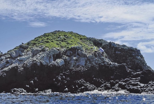 El científico busca especies de garrapatas en rocas en un islote. El científico busca especies de garrapatas en rocas en un islote.