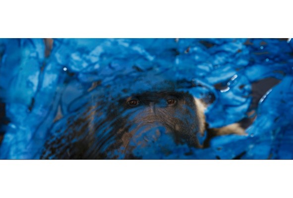 Imagen de 'The One And The Only Ivan'. Cedida por Disney. Imagen de 'The One And The Only Ivan'. Cedida por Disney.