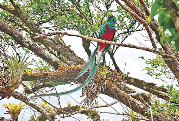 Según la UICN es una especie amenazada por la pérdida de los bosques de niebla. Según la UICN es una especie amenazada por la pérdida de los bosques de niebla.