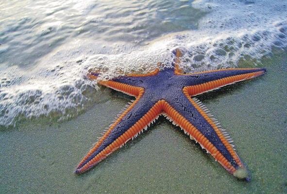 Al extraer una estrella de mar del agua se pone en riesgo su vida, causándole la muerte por asfixia o estrés. Al extraer una estrella de mar del agua se pone en riesgo su vida, causándole la muerte por asfixia o estrés.