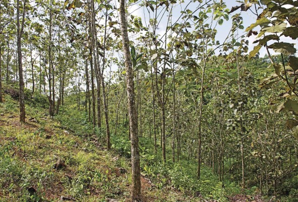 Plantación de teca (Tectona grandis) en el proyecto Agua Salud. Plantación de teca (Tectona grandis) en el proyecto Agua Salud.