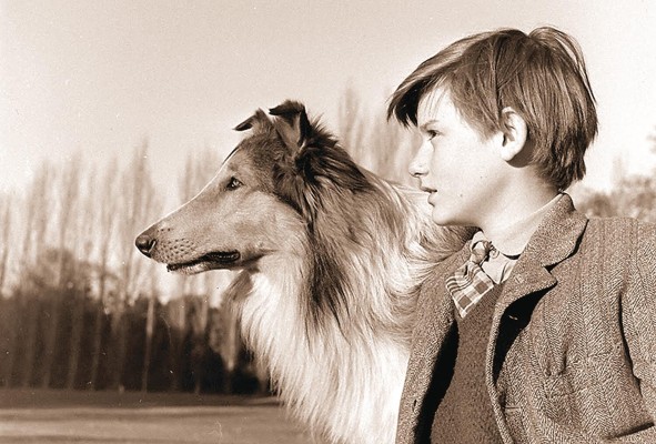 <strong>Lassie (1942) </strong>Sí, allí reconocimos a Elizabeth Taylor desde el pueblo minero en Yorkshire, cuando la familia Carraclough se ve obligada a vender a Lassie, una inteligente y preciosa collie, pero la perra consigue escaparse y se da cuenta de que está a 800 kilómetros de su casa, pero nada la detiene y supera todos los obstáculos para regresar a hogar. <strong>Lassie (1942) </strong>Sí, allí reconocimos a Elizabeth Taylor desde el pueblo minero en Yorkshire, cuando la familia Carraclough se ve obligada a vender a Lassie, una inteligente y preciosa collie, pero la perra consigue escaparse y se da cuenta de que está a 800 kilómetros de su casa, pero nada la detiene y supera todos los obstáculos para regresar a hogar.