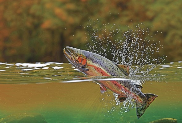 El documento de Cala-Cala señala que debido a la abundancia de especies de peces de agua dulce en las cuencas tropicales, es posible estudiar el deterioro o extinción de su hábitat, a través de mediciones sobre cuán impactados están sus ecosistemas acuáticos y sus habitantes ícticos por la actividad antropogénica. El documento de Cala-Cala señala que debido a la abundancia de especies de peces de agua dulce en las cuencas tropicales, es posible estudiar el deterioro o extinción de su hábitat, a través de mediciones sobre cuán impactados están sus ecosistemas acuáticos y sus habitantes ícticos por la actividad antropogénica.