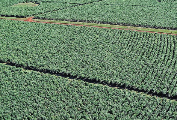Plantación de yerba mate, en Corrientes (Argentina). Plantación de yerba mate, en Corrientes (Argentina).