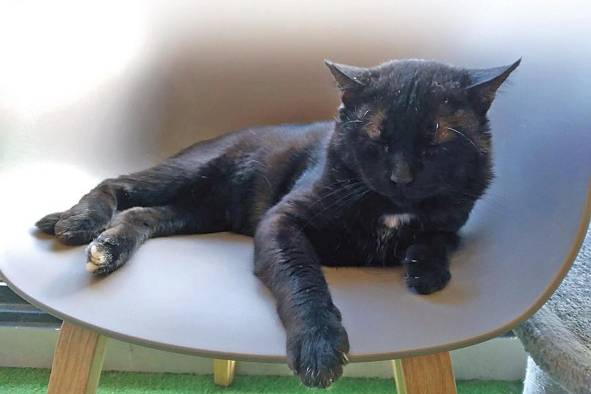 Los gatos encuentran un lugar seguro, luego de ser abandonados o maltratados. Los gatos encuentran un lugar seguro, luego de ser abandonados o maltratados.
