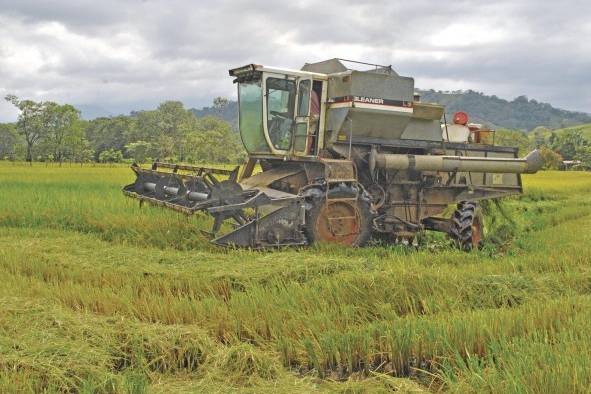 La nueva zafra costará entre $55 y $60 millones en subsidio de $7.50 a los consumidores. La nueva zafra costará entre $55 y $60 millones en subsidio de $7.50 a los consumidores.