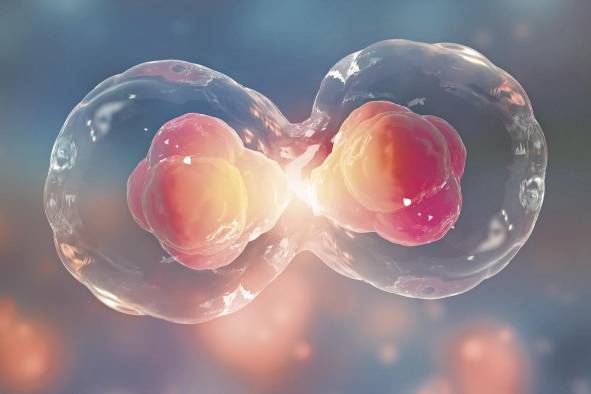 Las células madres tienen la capacidad de dar origen, reparar y regenerar cualquier tipo de célula o tejido humano. Las células madres tienen la capacidad de dar origen, reparar y regenerar cualquier tipo de célula o tejido humano.