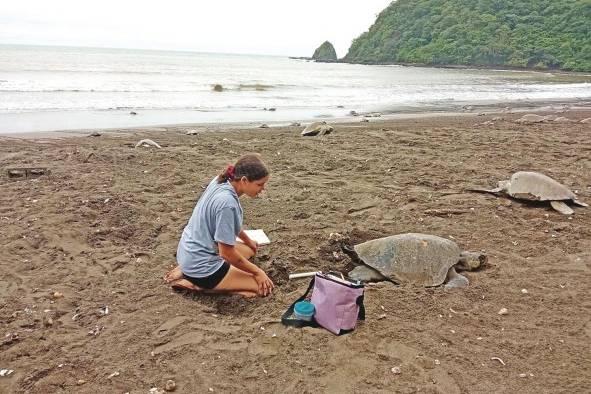 Actualmente, en Panamá arriban cinco de las siete especies de tortugas marinas que existen en el mundo. Actualmente, en Panamá arriban cinco de las siete especies de tortugas marinas que existen en el mundo.
