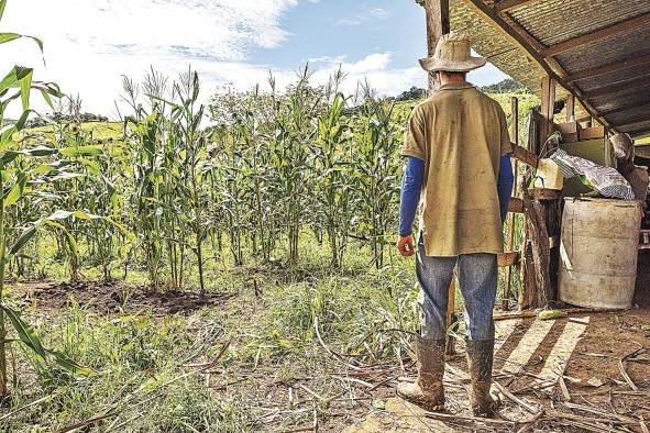 Al haber menor cantidad de suelos nutritivos la producción agrícola se puede reducir hasta un 50%, y los cultivos serán más pequeños y menos nutritivos para las personas. Al haber menor cantidad de suelos nutritivos la producción agrícola se puede reducir hasta un 50%, y los cultivos serán más pequeños y menos nutritivos para las personas.