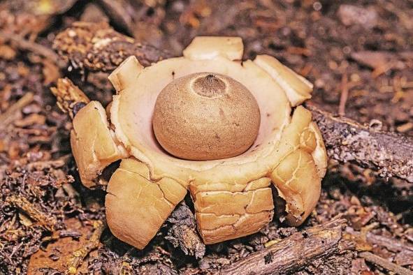 Se estima que hay entre 1,5 millón y 3,5 millones de especies de hongos en el mundo y unas 60.000 en Panamá. Se estima que hay entre 1,5 millón y 3,5 millones de especies de hongos en el mundo y unas 60.000 en Panamá.