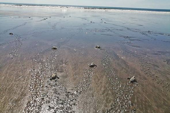 Las tortugas no deben llevarse directo al mar, ya que se entorpece su desarrollo. Las tortugas no deben llevarse directo al mar, ya que se entorpece su desarrollo.