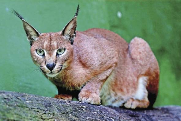 El caracal de Sudáfrica puede dar saltos de hasta tres metros de altura. El caracal de Sudáfrica puede dar saltos de hasta tres metros de altura.
