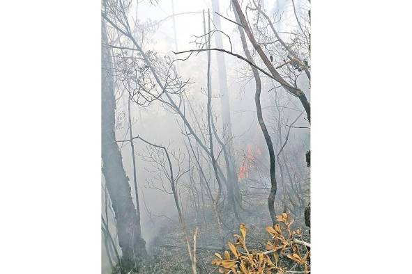 Quien viole esta normativa ambiental será sancionado con $100 a $200 en áreas protegidas, o en bosques especiales de 1 a 3 años de prisión. Quien viole esta normativa ambiental será sancionado con $100 a $200 en áreas protegidas, o en bosques especiales de 1 a 3 años de prisión.