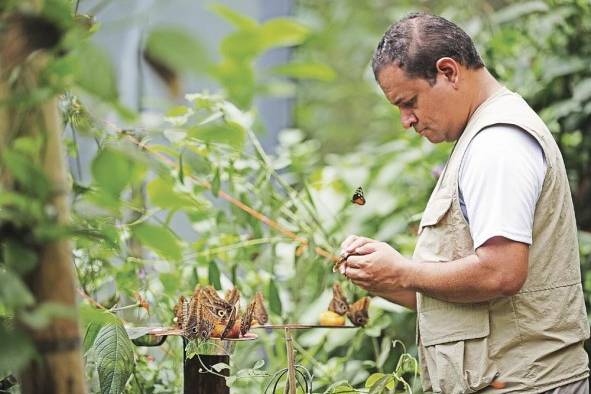 El biólogo Samuel Valdés trabaja con mariposas en el “Mariposario Cerro La Vieja”. El biólogo Samuel Valdés trabaja con mariposas en el “Mariposario Cerro La Vieja”.