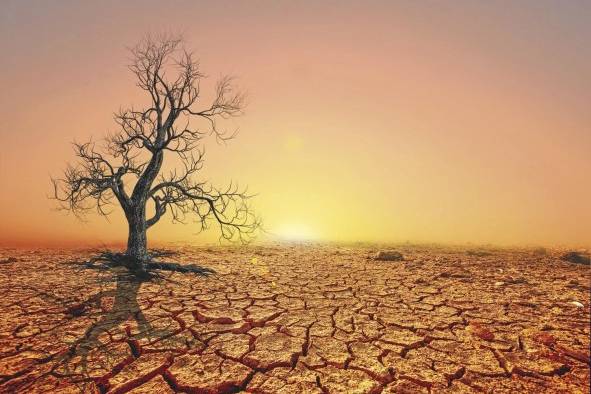 El porcentaje de plantas afectadas por la sequía se ha más que duplicado en los últimos 40 años, según el Cnuld. El porcentaje de plantas afectadas por la sequía se ha más que duplicado en los últimos 40 años, según el Cnuld.