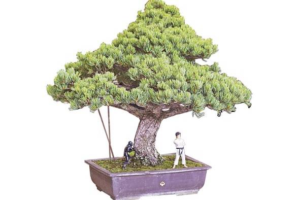 Se crean paisajes en miniatura, ahora con personajes y animales incluidos. Se crean paisajes en miniatura, ahora con personajes y animales incluidos.