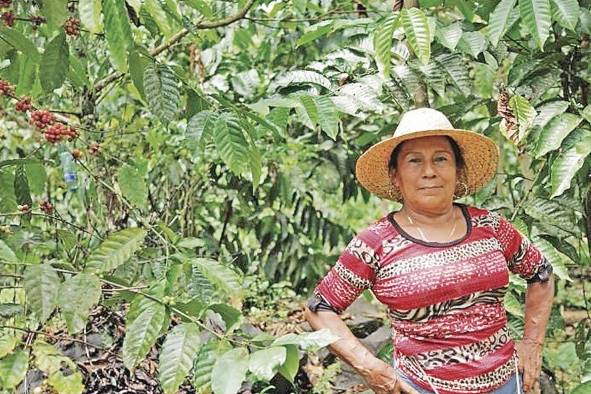 Paula García “Las mujeres somos capaces de obtener lo que nos propongamos”. Paula García es emprendedora y productora de café. En el pueblo donde reside, llamado Villa del Carmen, provincia de Colón, es conocida como 'Paulita'. García se caracteriza por ser una mujer luchadora y emprendedora. A temprana edad comenzó a trabajar en el campo. Hoy a sus 64 años, gracias a su espíritu de resiliencia y una actitud luchadora, recoge los frutos de sus esfuerzos. Paula García “Las mujeres somos capaces de obtener lo que nos propongamos”. Paula García es emprendedora y productora de café. En el pueblo donde reside, llamado Villa del Carmen, provincia de Colón, es conocida como 'Paulita'. García se caracteriza por ser una mujer luchadora y emprendedora. A temprana edad comenzó a trabajar en el campo. Hoy a sus 64 años, gracias a su espíritu de resiliencia y una actitud luchadora, recoge los frutos de sus esfuerzos.