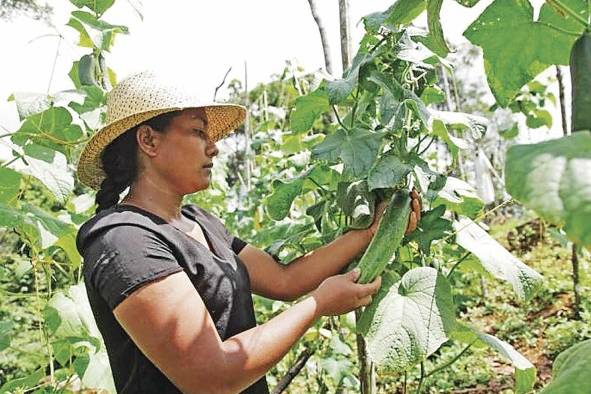 Rosina Castillo 'En Panamá hay oportunidades para que la mujer pueda crecer'. Rosina Castillo es una mujer joven que aprovechó la oportunidad de emprender su propio agronegocio, con la llegada de productos de Donlap (Programa Social de Desarrollo Económico Comunitario de Cobre Panamá) a la región. Castillo decidió invertir en su parcela para convertirse en proveedora de la asociación, con diversos productos como culantro, tomate, plátano, pepino, entre otros. Rosina Castillo 'En Panamá hay oportunidades para que la mujer pueda crecer'. Rosina Castillo es una mujer joven que aprovechó la oportunidad de emprender su propio agronegocio, con la llegada de productos de Donlap (Programa Social de Desarrollo Económico Comunitario de Cobre Panamá) a la región. Castillo decidió invertir en su parcela para convertirse en proveedora de la asociación, con diversos productos como culantro, tomate, plátano, pepino, entre otros.