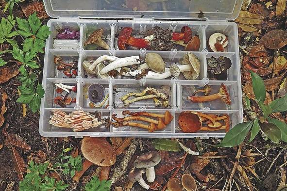 Los hongos han sido poco estudiados por la escasez de micólogos y por la escasez de fondos para las investigaciones, agregó. Los hongos han sido poco estudiados por la escasez de micólogos y por la escasez de fondos para las investigaciones, agregó.